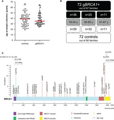 Plasma Metabolome Signature Indicative of BRCA1 Germline Status Independent of Cancer Incidence